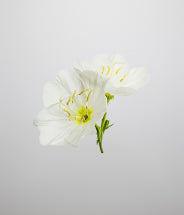 Evening primrose oil