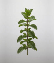 Fragrant peppermint, calendula and chamomile