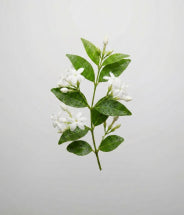 Jasminextrakt
