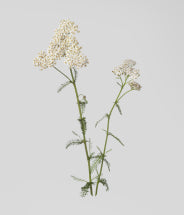 Northern yarrow extract