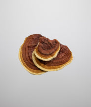 Estratto di fungo Reishi