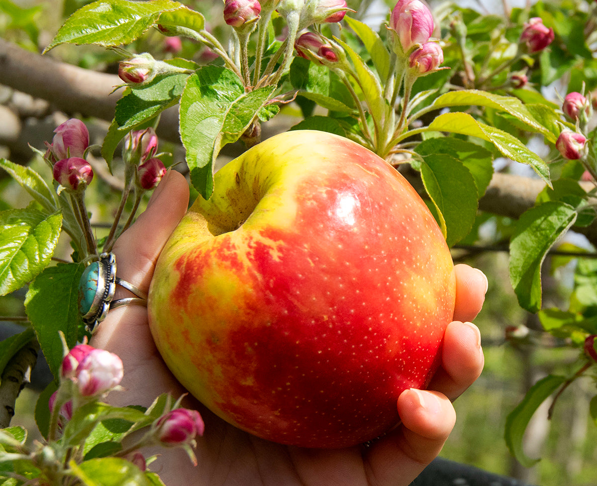 Myth #1
We use Apeel Coating on our apples.