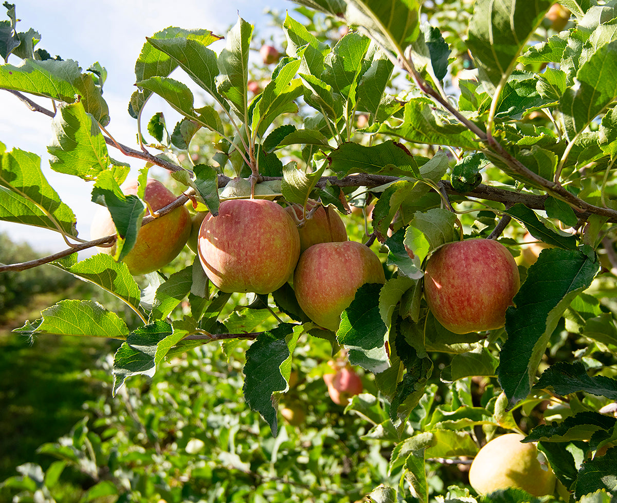 Myth #1
We use Apeel Coating on our apples.