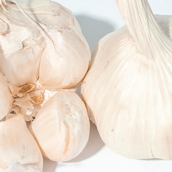 Organic Garlic