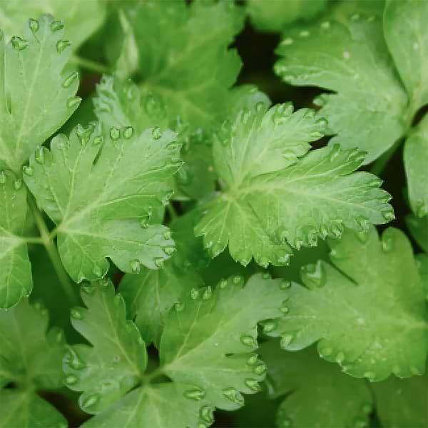 Organic Parsley