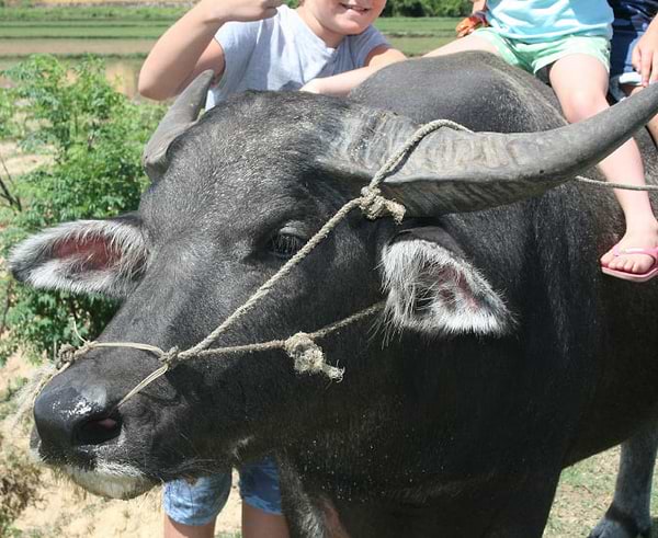 Water Buffalo in Vietnam