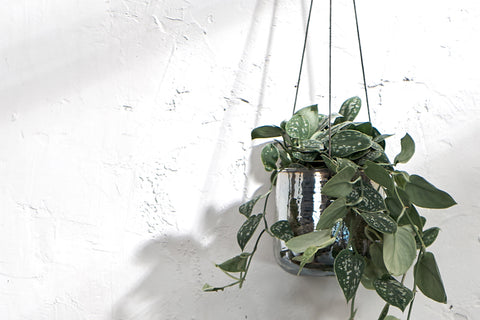 Viri Hanging Terrarium
