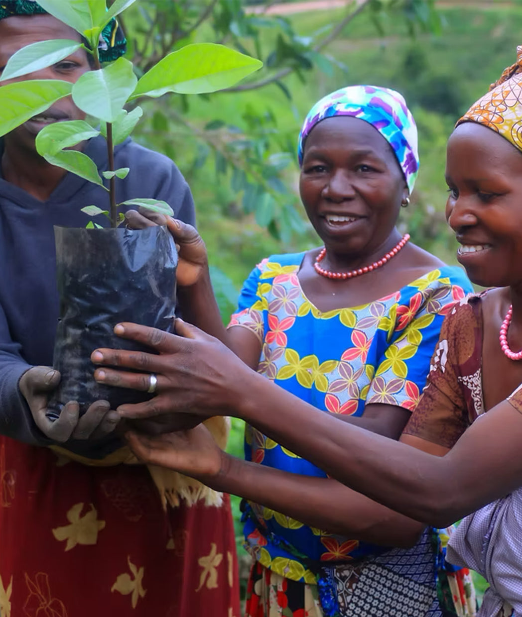 Rooted in Restoration: How TreeSisters Is Reimagining Reforestation Through Community and Care 