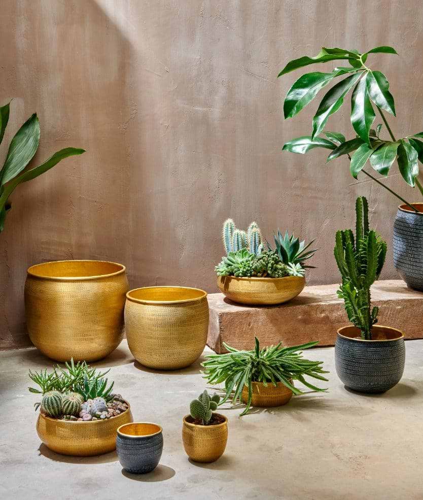 Indoor Planting Tips for Autumn-nkuku