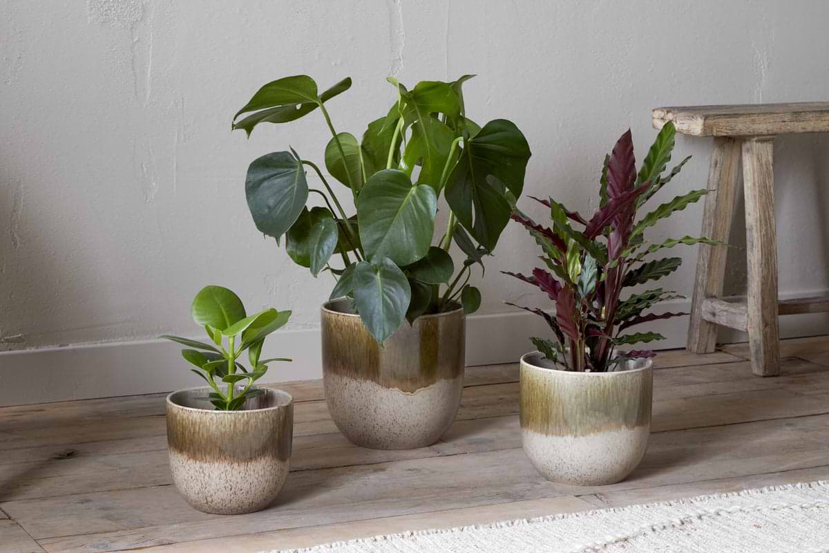 Three nkuku Almeida Reactive Glaze Plant Pots in Olive & Natural, each holding a potted houseplant, are arranged on a wooden floor beside a rustic bench against a light-colored wall.