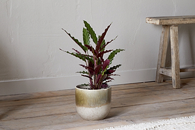 A Calathea with green and purple leaves sits in an nkuku Almeida Reactive Glaze Plant Pot - Olive & Natural on a light wooden floor near a textured white wall and beside a rustic wooden bench.