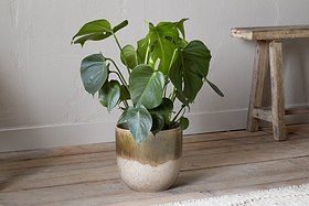 A green monstera with large, heart-shaped leaves sits in the Almeida Reactive Glaze Plant Pot - Olive & Natural by nkuku on a light wooden floor beside a simple bench, against an off-white textured wall. Natural light fills the calm space.