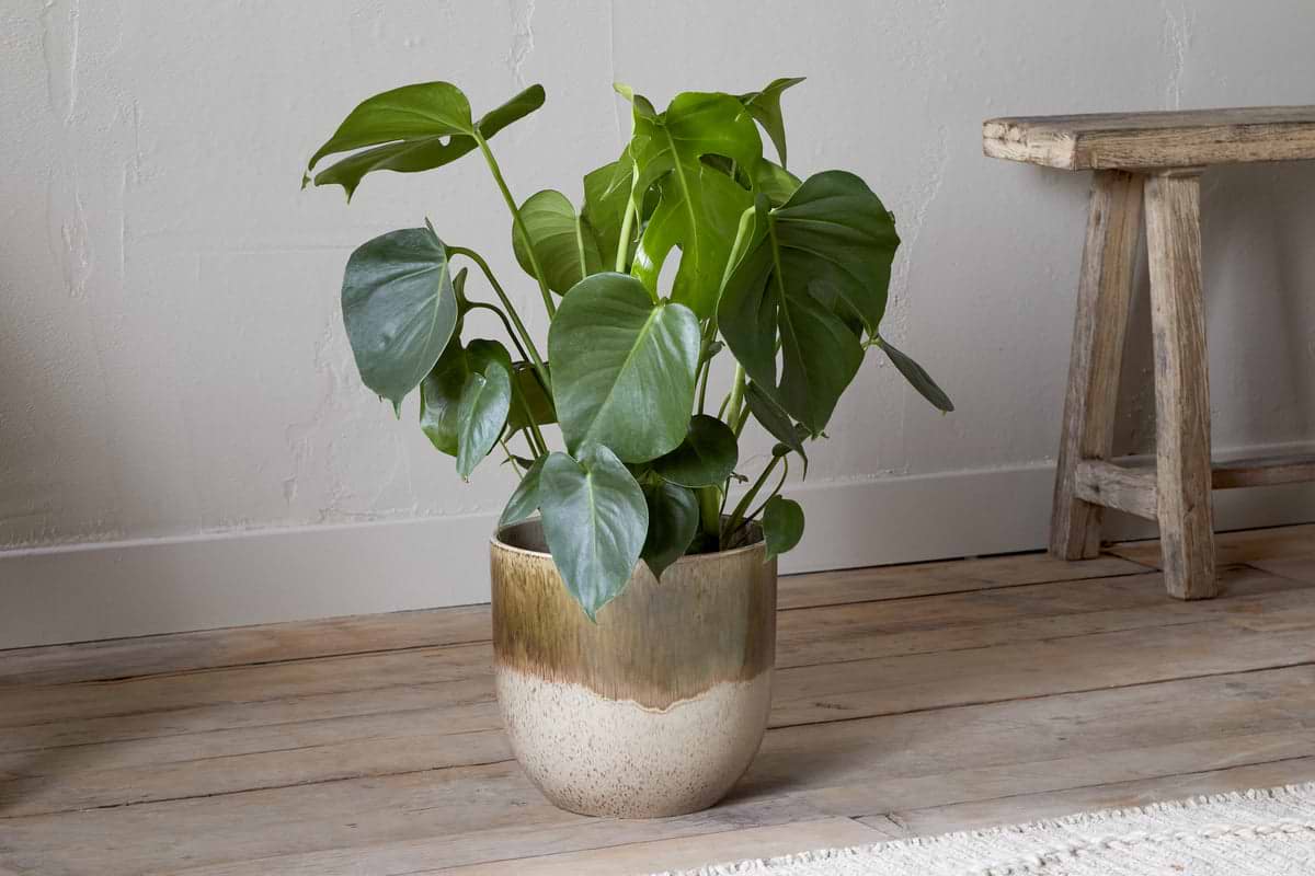 A green monstera with large, heart-shaped leaves sits in the Almeida Reactive Glaze Plant Pot - Olive & Natural by nkuku on a light wooden floor beside a simple bench, against an off-white textured wall. Natural light fills the calm space.