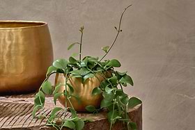 atsu brass hanging planter Atsu Brass Planter – Nkuku