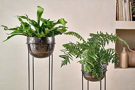 Two green plants in tall nkuku Endo Reclaimed Iron Planter Stands are indoors. The left has broad, wavy leaves; the right is a fern with feathery fronds. Beige shelves with books and pottery sit against a neutral wall in the background.