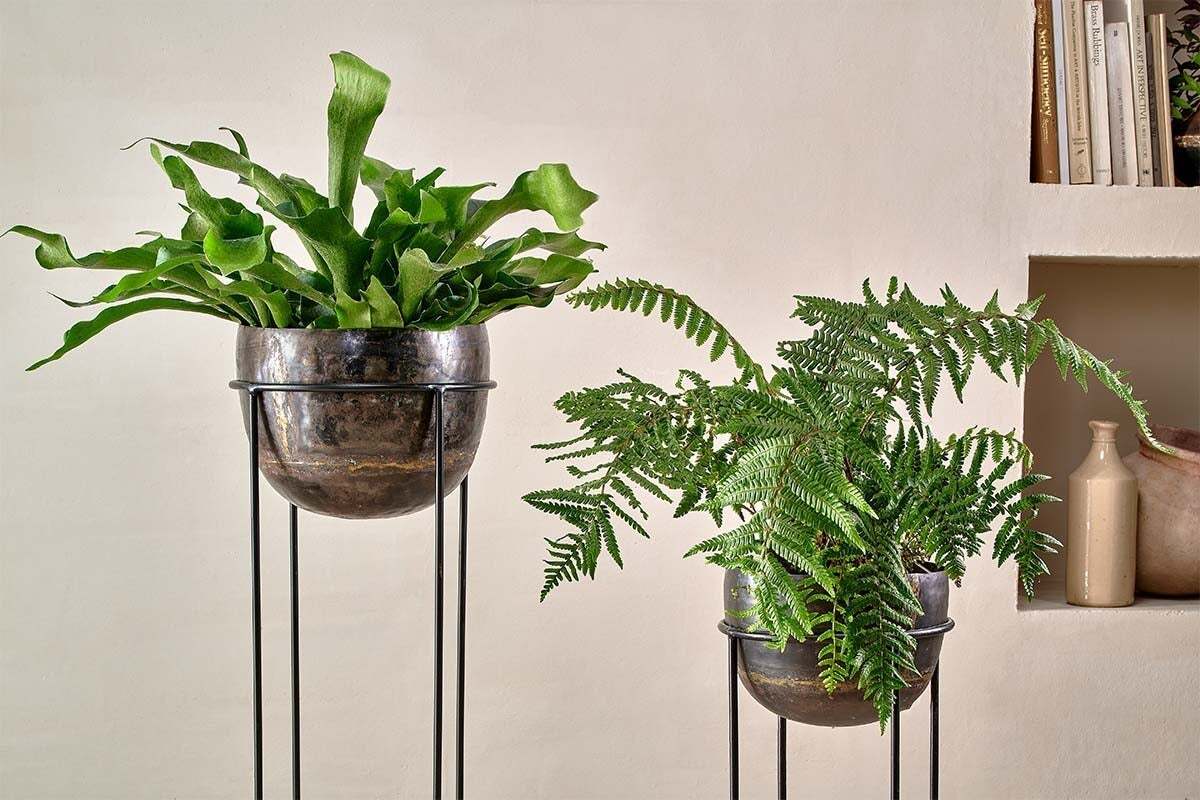 Two green plants in tall nkuku Endo Reclaimed Iron Planter Stands are indoors. The left has broad, wavy leaves; the right is a fern with feathery fronds. Beige shelves with books and pottery sit against a neutral wall in the background.