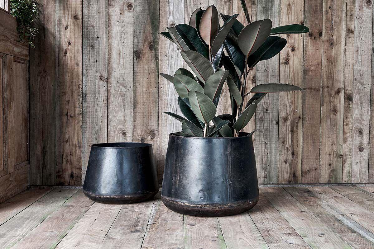 Two Endo Reclaimed Iron Planters by nkuku sit on a rustic wooden floor before a weathered plank wall. A large rubber plant fills the right planter, highlighting the natural charm of these recycled garden pieces.