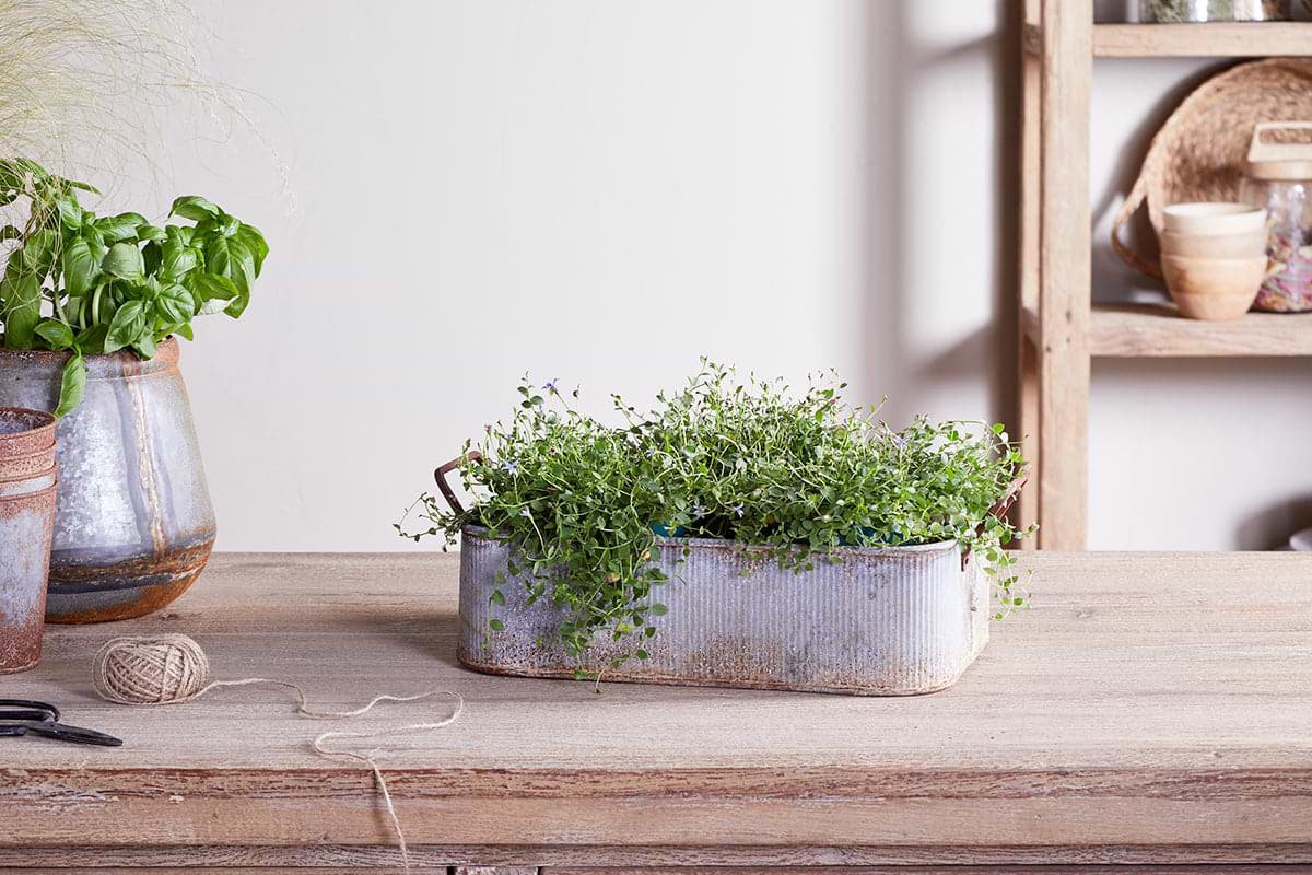 Japos Outdoor Planter Tray - Aged Zinc-VASES & PLANTERS-Nkuku