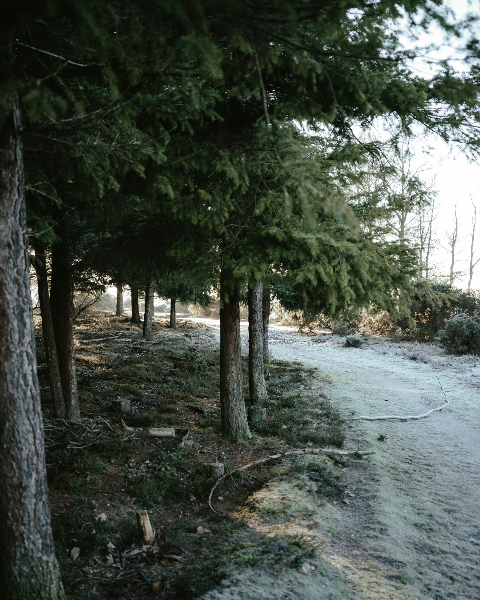 Juniper-Fir-Desktop-Nkuku