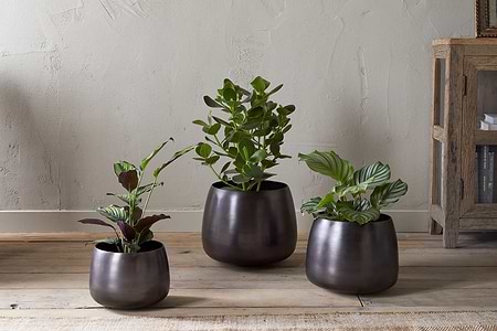 Three leafy green houseplants in nkuku Maliki Plant Pots - Aged Bronze of different sizes are arranged on a light wooden floor before a textured wall, next to a rustic wooden cabinet holding books and decor.