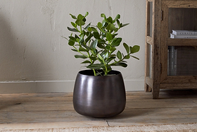 A leafy green houseplant with thick, oval leaves sits in the nkuku Maliki Plant Pot - Aged Bronze on a wooden floor beside a rustic bookshelf, all set against a beige textured wall.