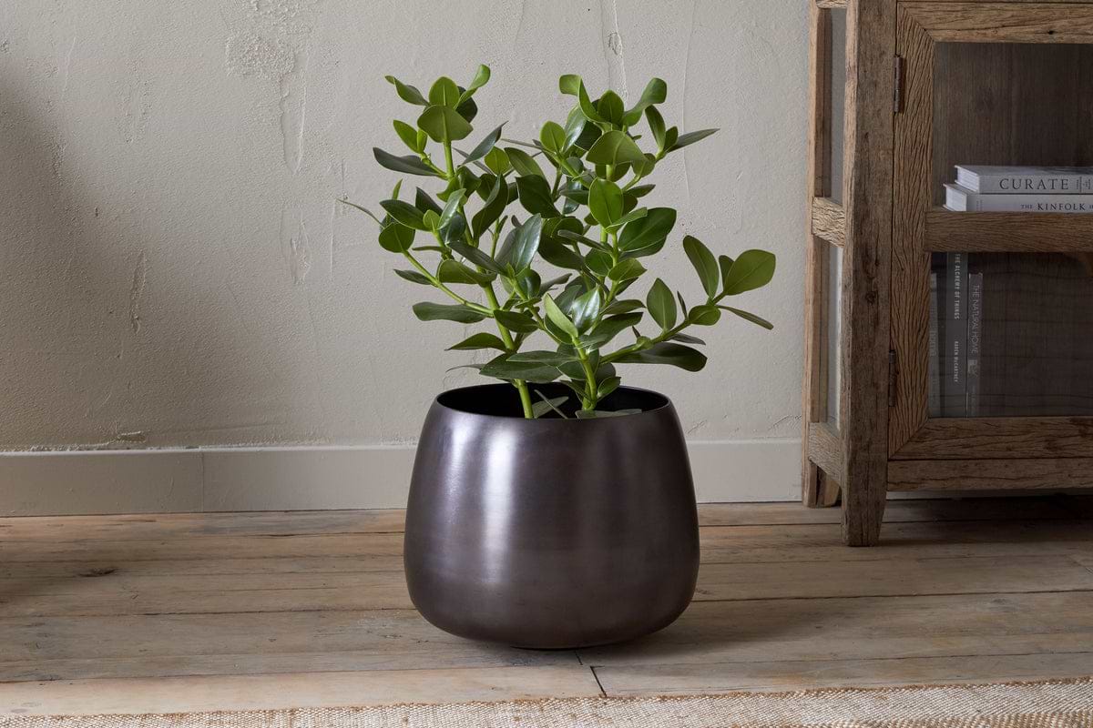 A leafy green houseplant with thick, oval leaves sits in the nkuku Maliki Plant Pot - Aged Bronze on a wooden floor beside a rustic bookshelf, all set against a beige textured wall.