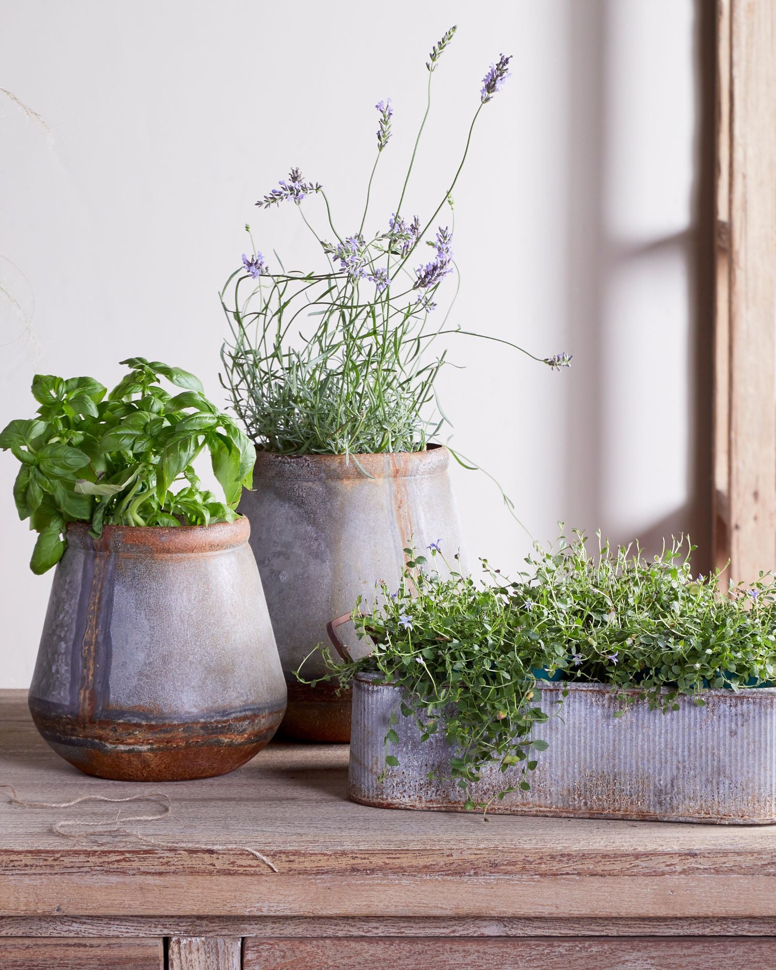 Mamba_planter_-_Desktop