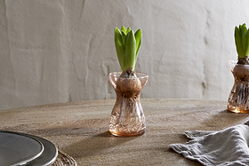 A hyacinth bulb with green shoots grows in the nkuku Enir Hyacinth Vase - Dusty Terracotta, filled with water and set on a wooden table beside a gray napkin and partially visible plates, against a light textured wall.