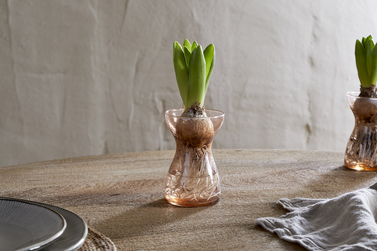 A hyacinth bulb with green shoots grows in the nkuku Enir Hyacinth Vase - Dusty Terracotta, filled with water and set on a wooden table beside a gray napkin and partially visible plates, against a light textured wall.