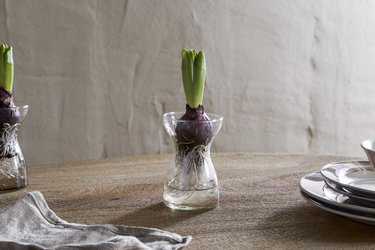 Enir Hyacinth Vase - Clear-DECORATIVE ACCESSORIES-Nkuku