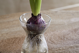 A purple bulb with green shoots and white roots sits in the clear Enir Hyacinth Vase by nkuku, filled with water and placed on a wooden surface against a softly blurred background.