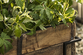 The nkuku Amazzi Indoor Planter Stand in Natural & Black showcases lush green leafy plants in reclaimed wooden planter boxes with metal corners. Sunlight highlights the leaves and weathered wood, creating an inviting indoor plant display.