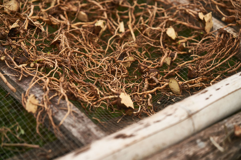 kava roots drying