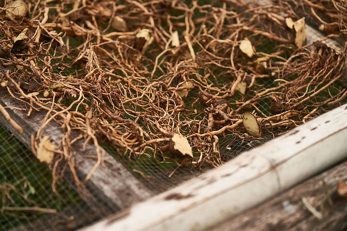 How to Read a Kava Ingredients Label - Kavayn