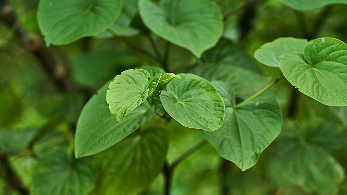 Kava 101: Five Important Facts - Kavayn