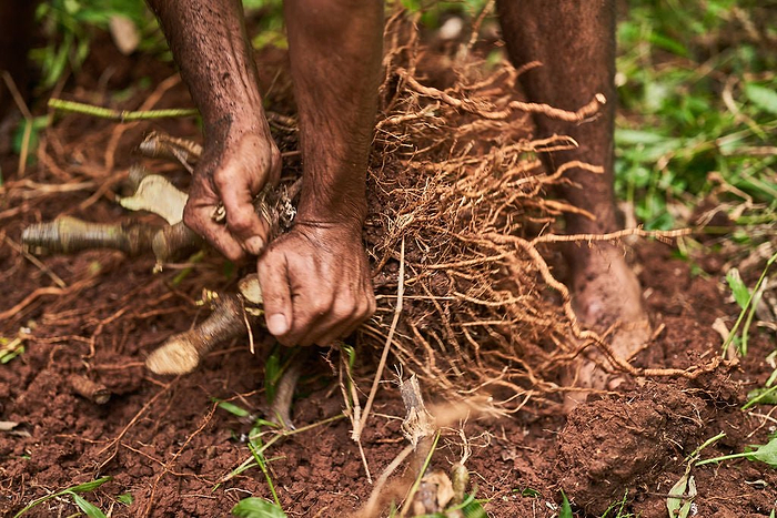 Kava & Feelings of Stress: A Common Human Experience - Kavayn