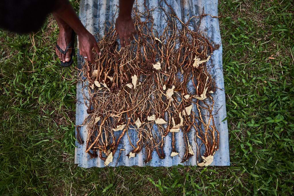 Kava vs Kratom: What You Need To Know - Kavayn