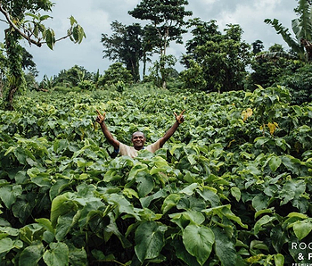 Meet Kavayn. The new kava extract kid on the block - Kavayn