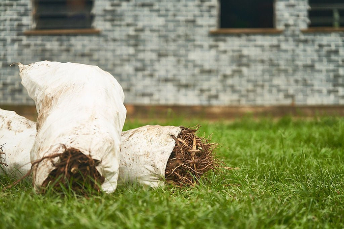 The Real Cost of Kava Spirits: Comparing Kavayn, to Other Kava Leaders on the Market - Kavayn