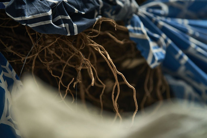 Understanding Sleep Disorders and the Role of Kava - Kavayn