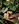 Vanilla - Hazelnut Kava Extract Drinks - Kavayn
