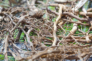 Kava Powder: Grinds, Preparation, and Why Strength Varies - Kavayn