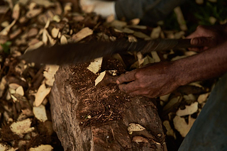 Kava Root: What It Is, Which Part Is Used, and Why It Varies - Kavayn