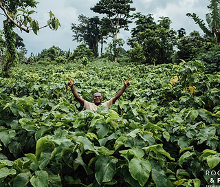Kava vs. Coffee: A Calmer Alternative to Your Morning Buzz - Kavayn