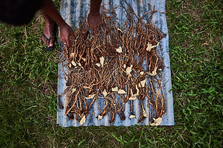 Kava vs Kratom: What You Need To Know - Kavayn