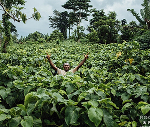 Meet Kavayn. The new kava extract kid on the block - Kavayn