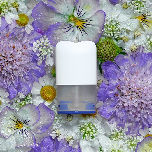chamomile aroma