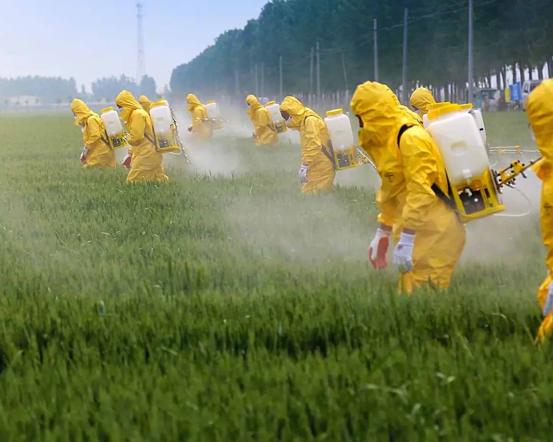 Do we need to worry about Glyphosate in our food? - Chief Nutrition