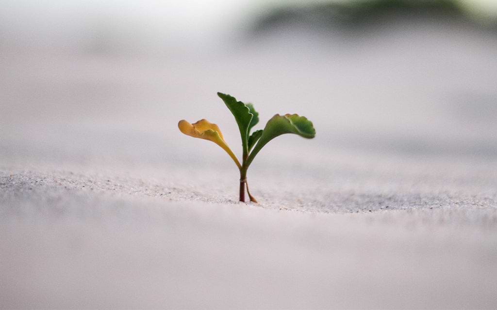 Plants