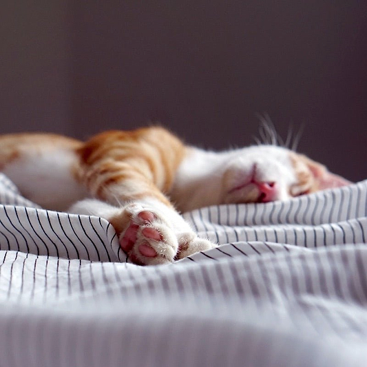 What is a cat nap and why should you do it? Tips and benefits - Ostrichpillow